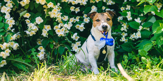 Keep it Green: How the Degradable Pet Garbage Bag Helps Reduce Your Carbon Pawprint