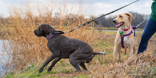 Walks Made Brighter: Exploring the Benefits of the Dog Retractable Leash With LED Light