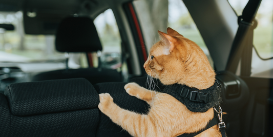 Say Goodbye to Messy Car Rides: Protect Your Vehicle with the Pet Car Backseat Protector