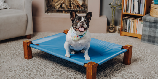 Elevate Your Pet's Comfort: Discovering the Magic of the Cooling Elevated Pet Bed