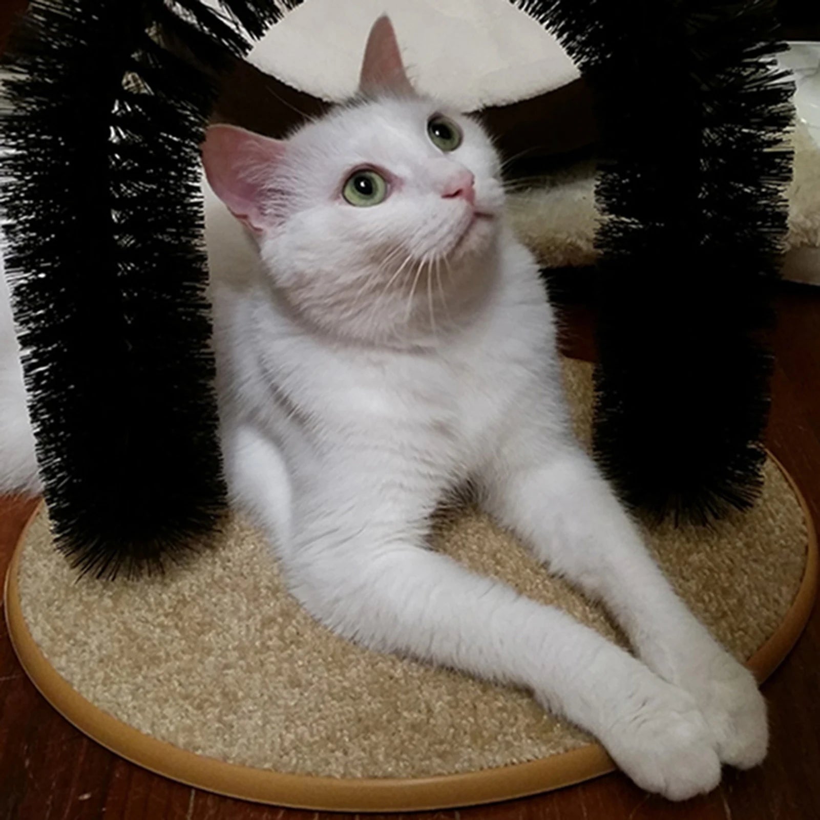 Cat Arch Scratcher